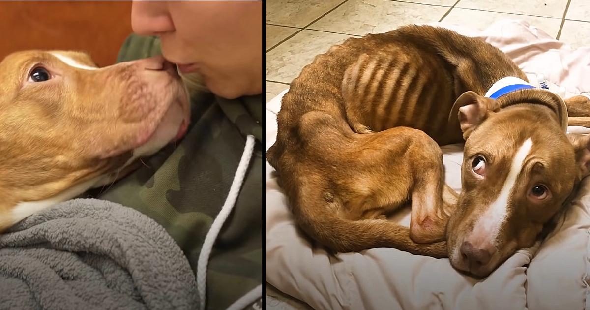 17-lb Bony Pit Bull Experiences Snuggling and the Feeling of a Full Belly