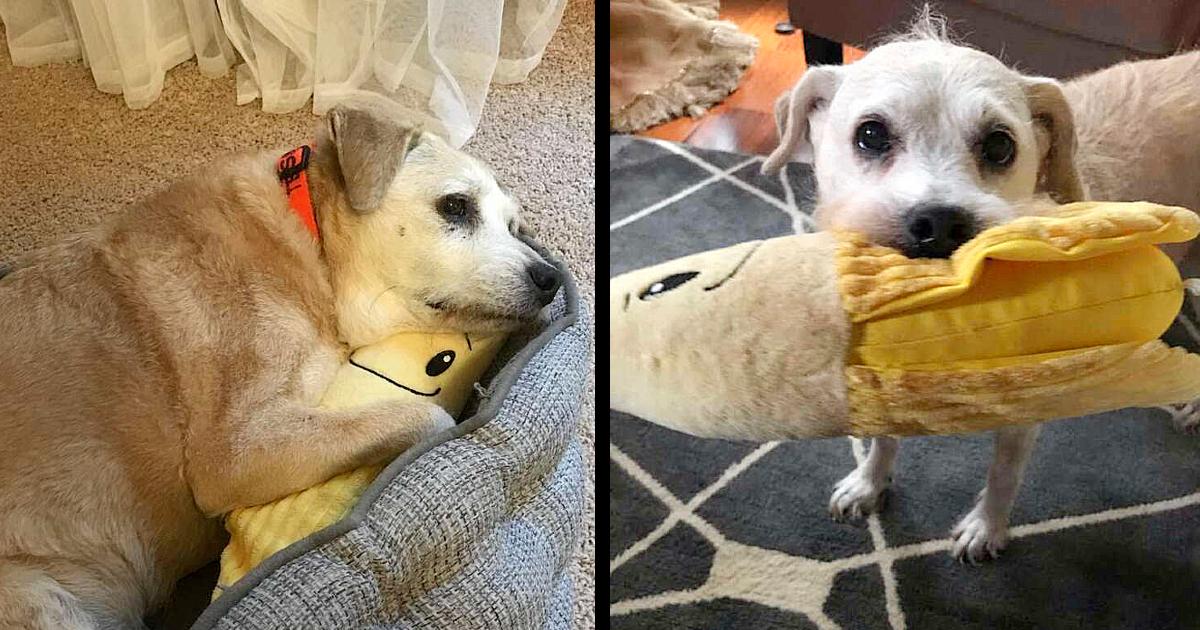 20-Year-Old Dog Still Loves To Snuggle Her Stuffed Banana