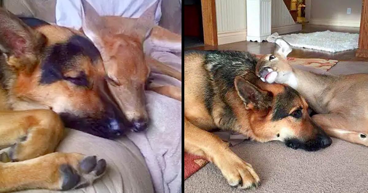 A 9-year-old German Shepherd called Sarge turned into a surrogate and kind mother for numerous parentless fawns