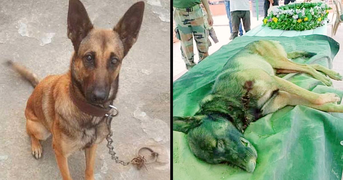 A Brave Army Dog Lost His Life Protecting His Comrades During An Anti Terrorist Operation