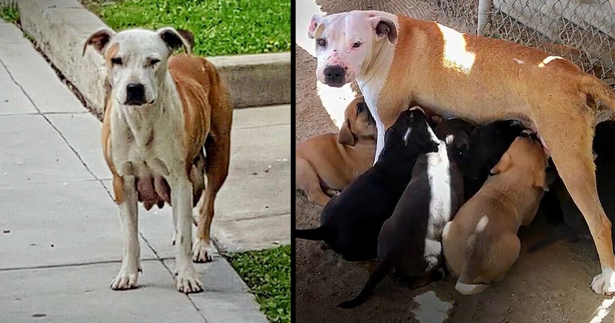 A dog who had just given birth walked 3 km a day to find food for her puppies