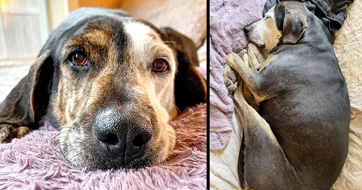 A dog who has never been inside before takes his first nap in a real bed