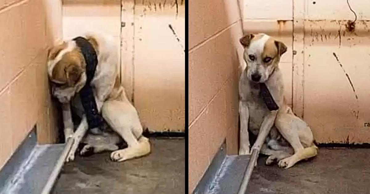 A frightened puppy hides in a corner until the heavy mark of his past is removed