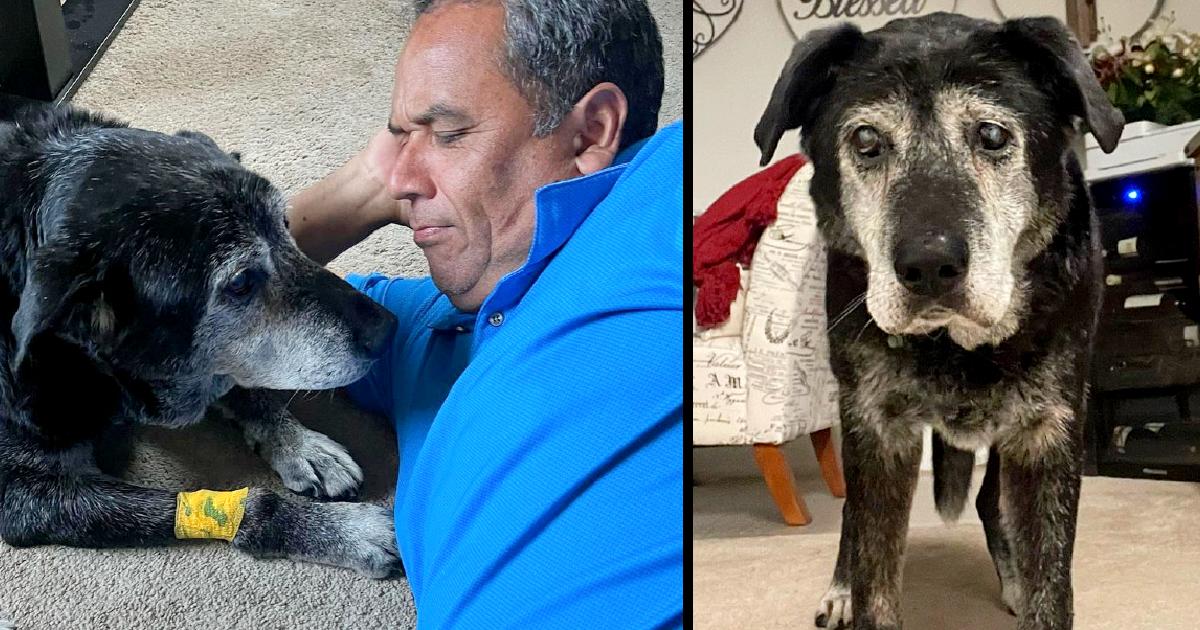 A Man Adopts A 16-Year-Old Dog, Ensuring That His Final Moments Be As Joyful As Possible