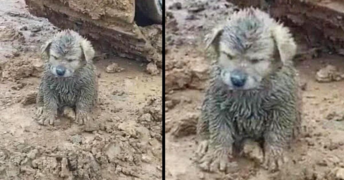 A Mud-Covered Puppy is Found on a Construction Site, Driver is Surprised to Find Out It was a Golden Retriever Puppy