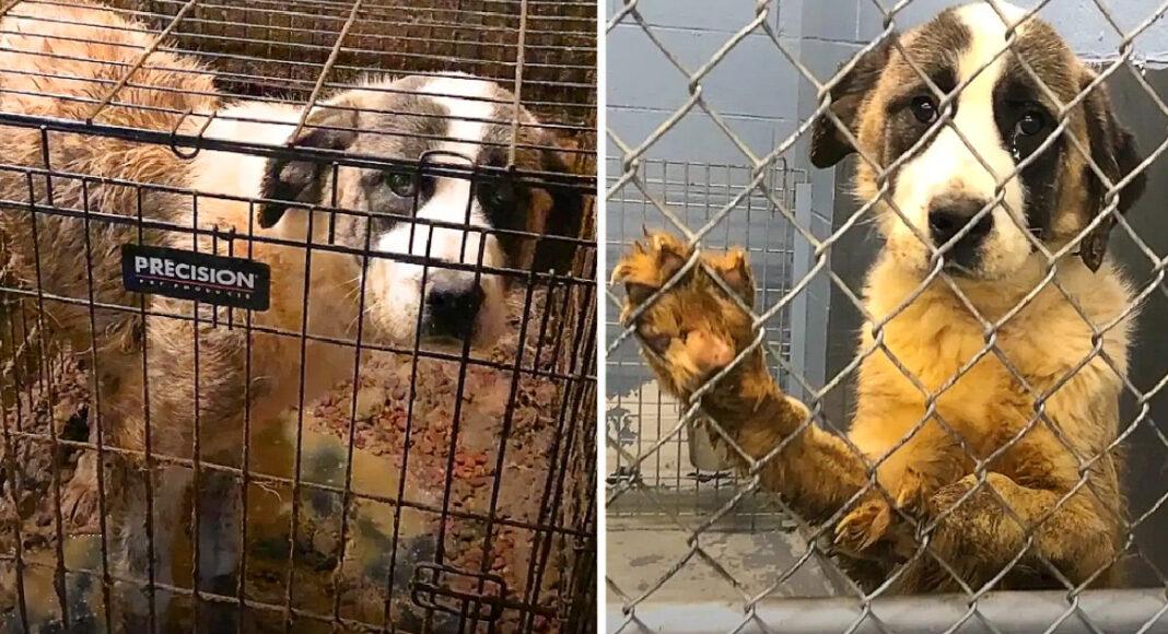 Abandoned And Locked In Cramped cages, Giant Dog watched her life slip away for six long years