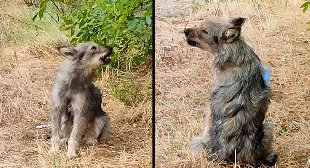 Abandoned Dog Cry Nonstop For Days, Looking At Each Car & Hoping Owner Would Come Back To Pick Her
