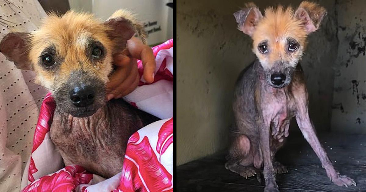 Abandoned Dog Goes From “Bali Streets To Silky Sheets” When She Meets Her Foreνer Family.