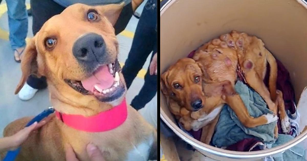 Abandoned Dog’s Unbelievably Grueling Battle With Cancer Brings Tears To Our Eyes