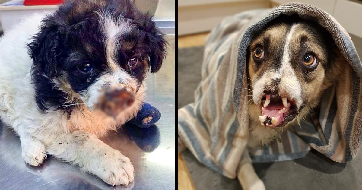 Abused Dog Was Rejected For His Appearance For Years, Finds A Family That Loves Him As He Is