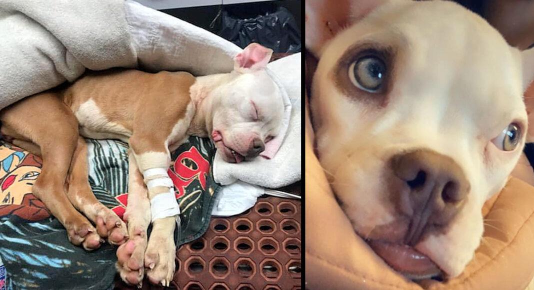 After Being Dumped & Left For Dead On Christmas, “Miracle” Dog Is Adopted By Officer Who Saved Her Life