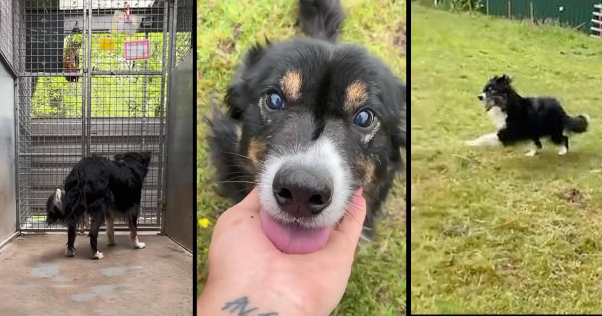 Aftеr 15 Mоnths In Kеnnеls, Blind Dog Gets To Run Free In His Own Field