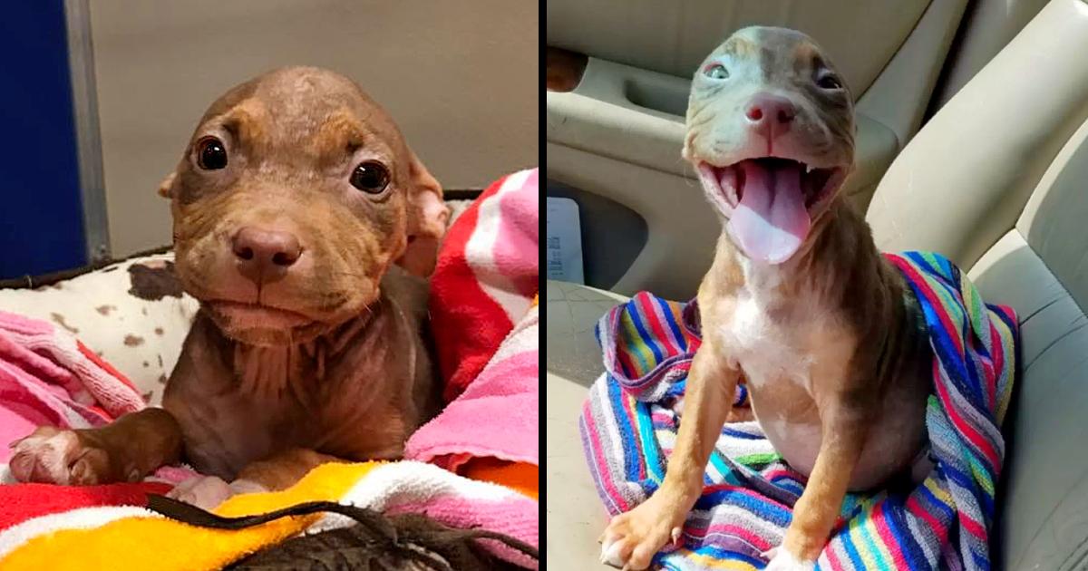 As she exits the shelter, the happiest puppy can’t stop wagging its tail