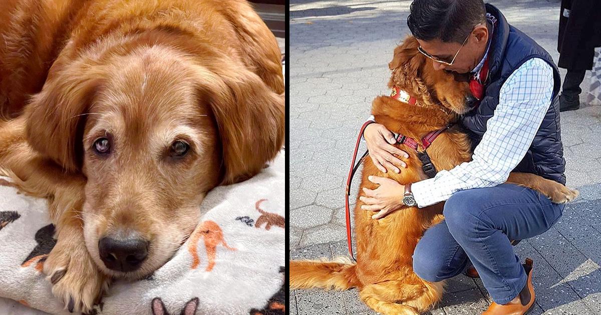 At Least Two Hours a Day, This Cute Golden Retriever Gives Hugs to Strangers She Meets on the Street