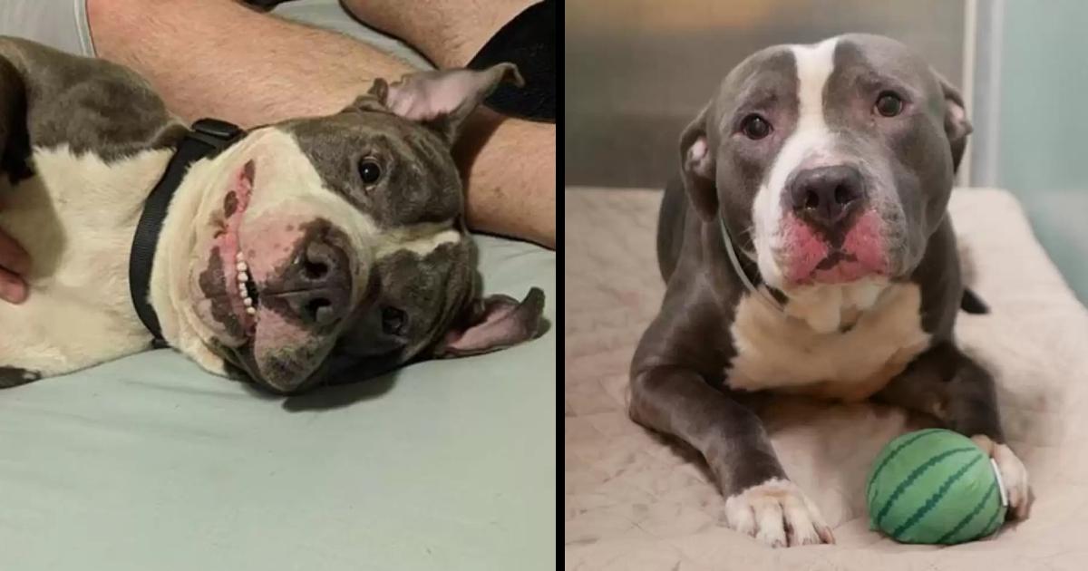 Because of the birth of the fifth child by its owner, the pitbull’s owner left him in a shelter.