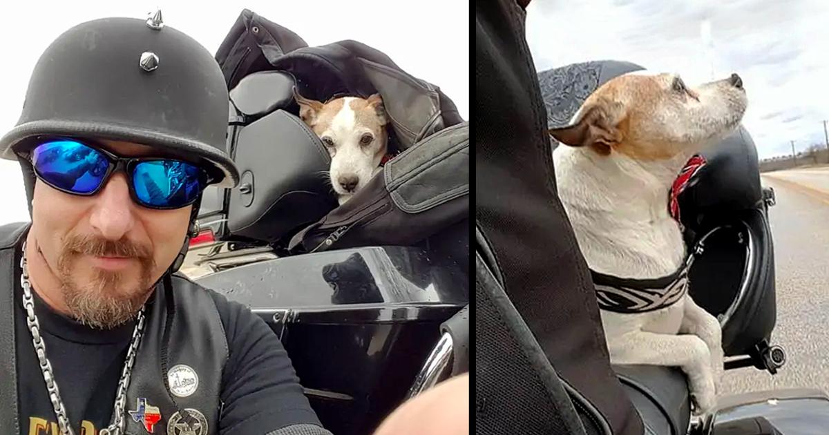 Biker sees man beating dog on highway so he rescues the canine and makes him his new co-pilot