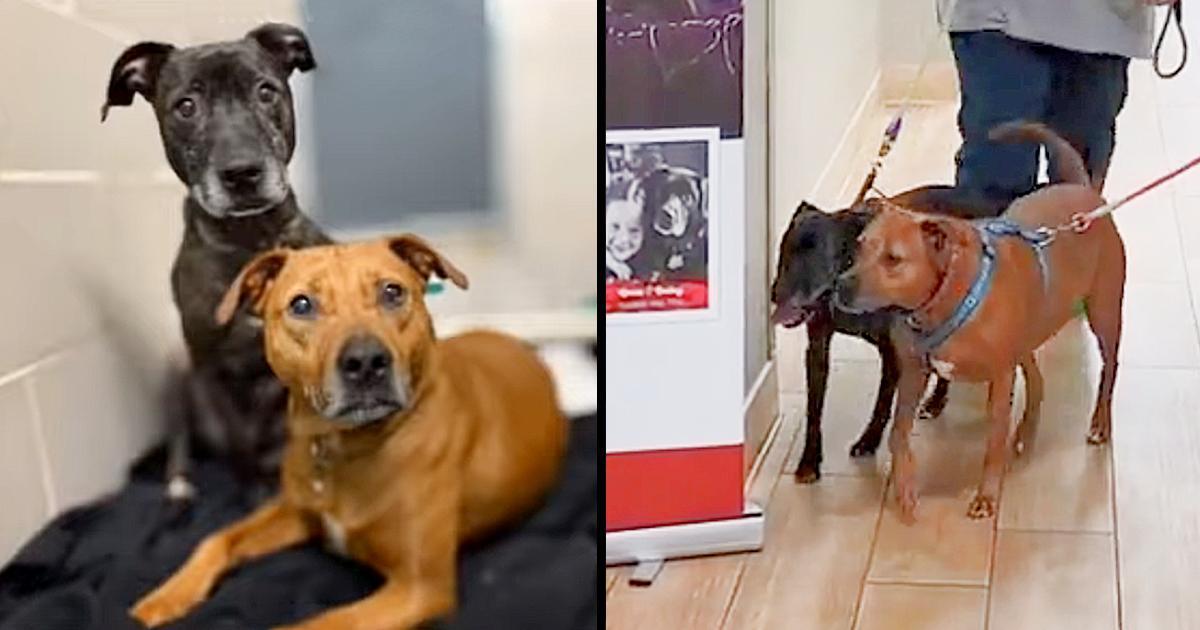 Bonded pair finally finds their forever home after 346 days in the shelter