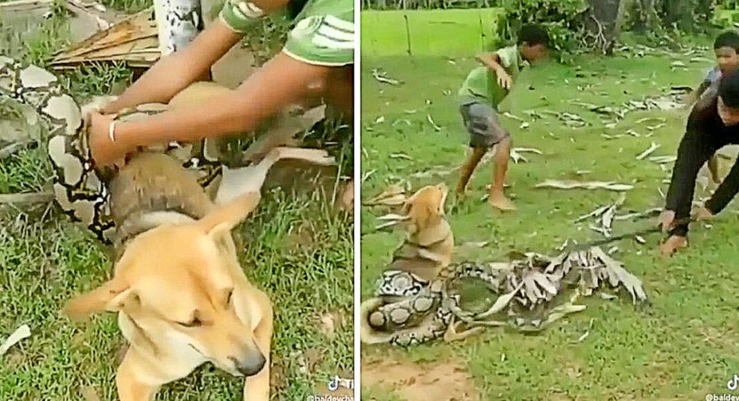 Brave Boys Fight Off Huge Snake With Sticks And Leaves After It Wraps Itself Around Pet Dog And suffocate Him