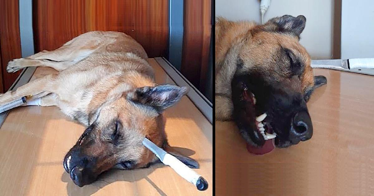 Brave Dog Gets Stabbed In The Head While Saving His Human, Survives Miraculously