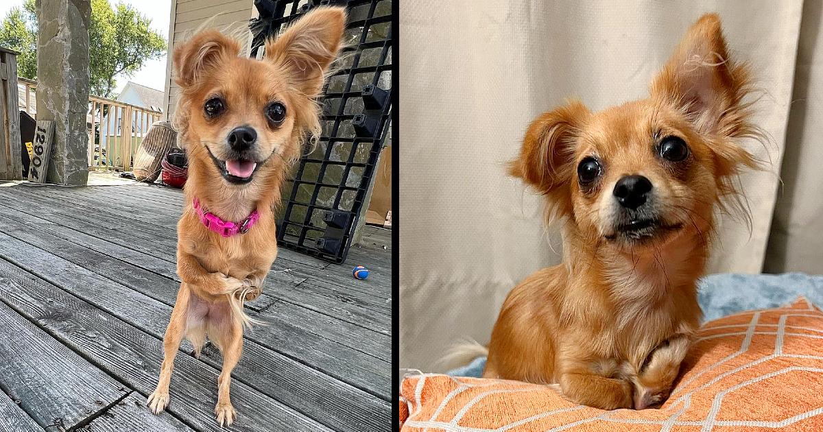 Breeder Takes “Happiest” Puppy To Be Euthanized Due To Her Deformed Legs