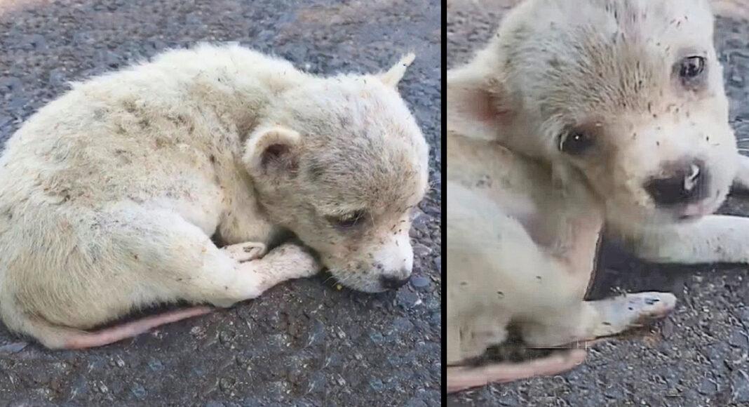Broken-Hearted Pup Eaten By Fleas Curled Up On Road, Too Weak To Keep Going