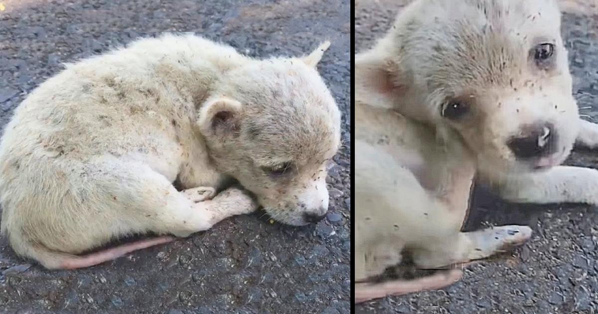 Broken-Hearted Pup Eaten By Fleas Curled Up On Road, Too Weak To Keep Going