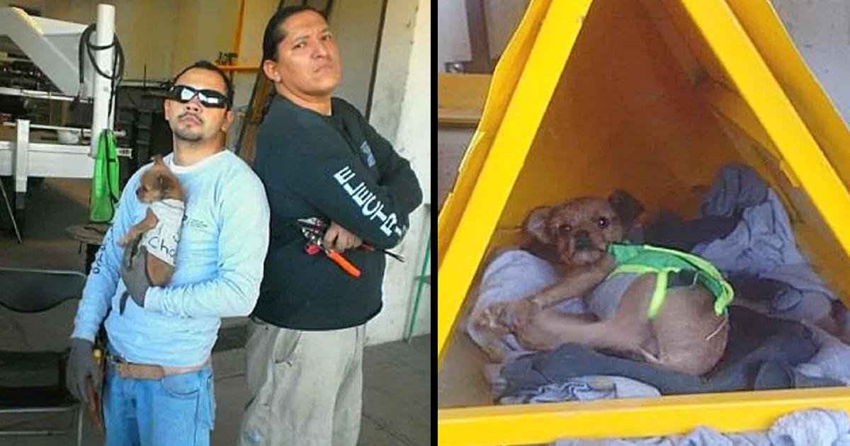 Chalan, the puppy that went from being thrown from a car to the most spoiled of his work