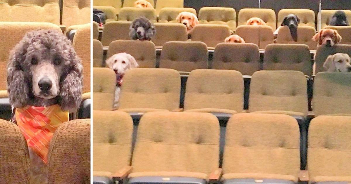 Crew Of Service Dogs Had To Attend A Live Musical As Part Of Their Training, And The Photo Goes Viral