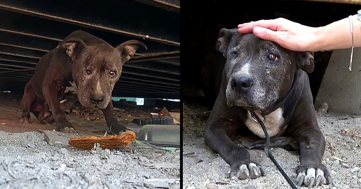 Deserted Dog Rotting Away For 9 Years Sees A Glimmer Of Hope In Her Final Days