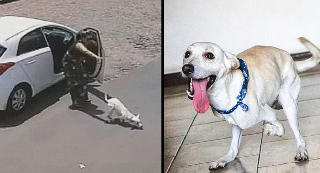 Disabled Dog That Was Dumped By Its Heartless Owners Twice In One Day Finds A Forever Home