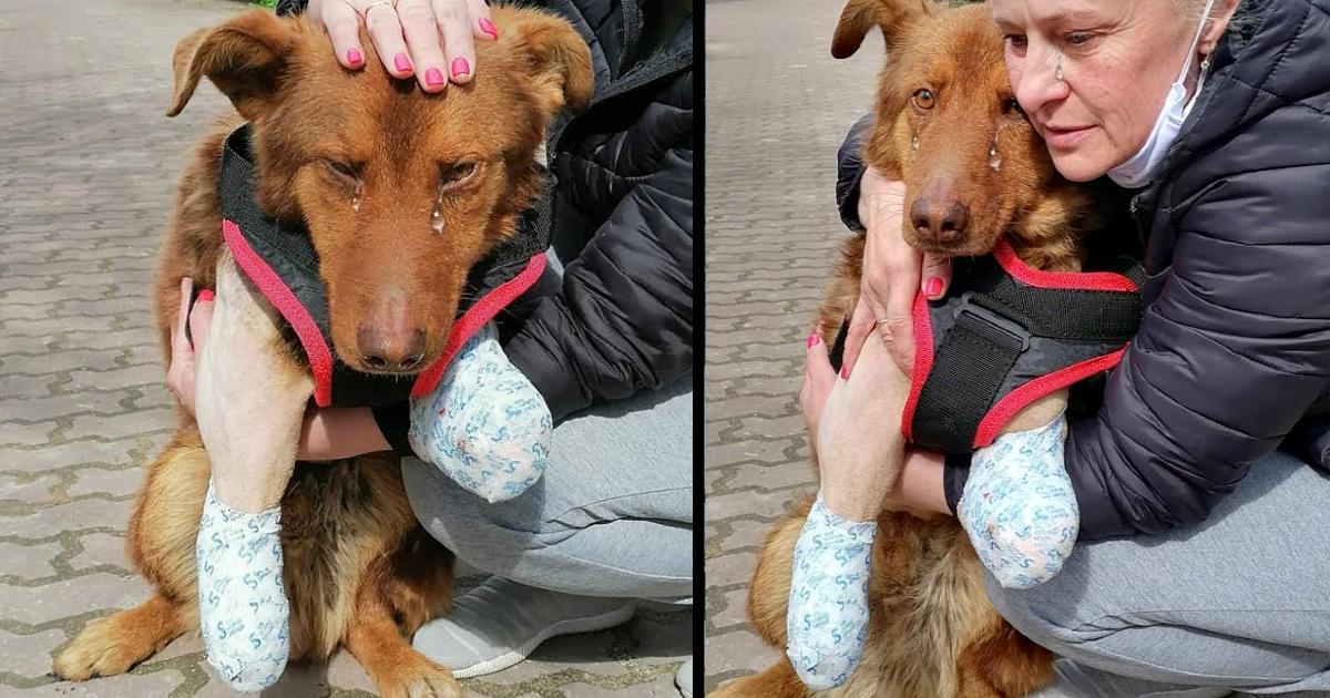 Disabled Puppy Cried A Lot After The First Time Being Cared For and Loved