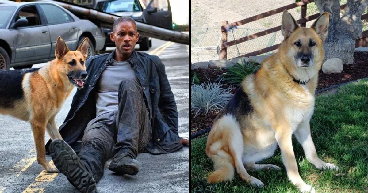 Do You Remember Abbey, The Dog From ‘I Am Legend’? She Is Now 13 And Still A Good Girl