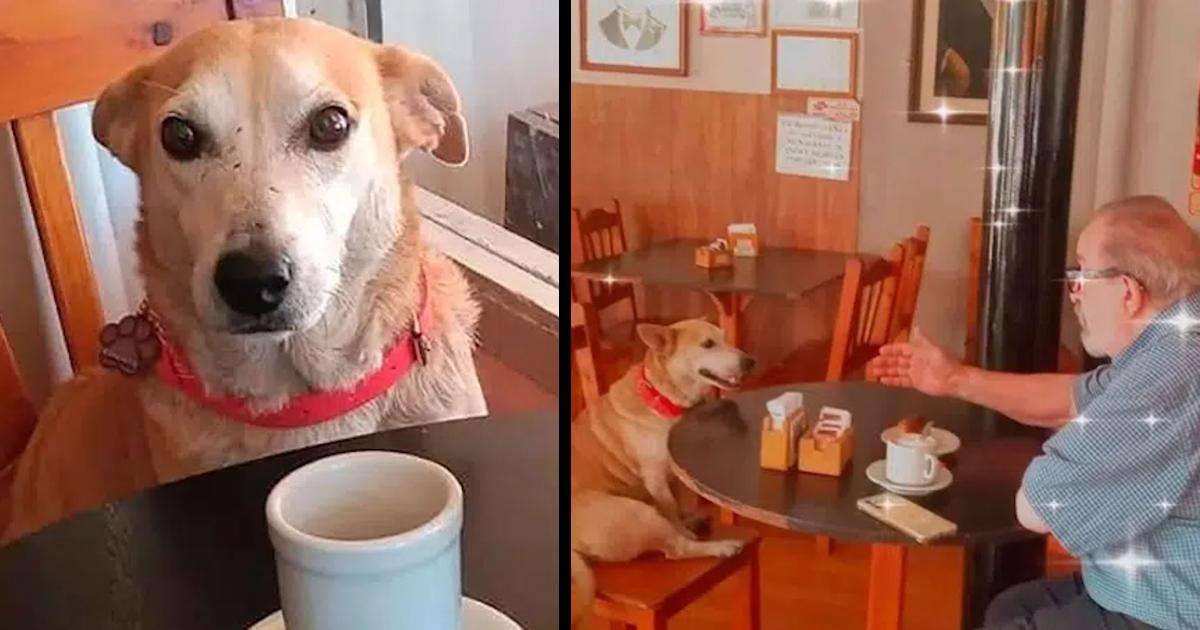 Dog adopted by a coffee shop sits with customers every day, try to keep them company