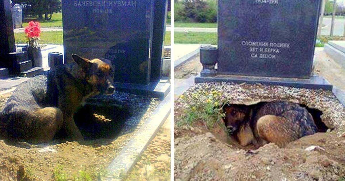Dog Creates A Huge Hole Under A Grave, But It’s Not For Any Deceased Owner