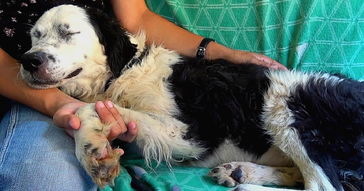 Dog falls asleep on rescuer’s lap as soon as she realises she has been saved