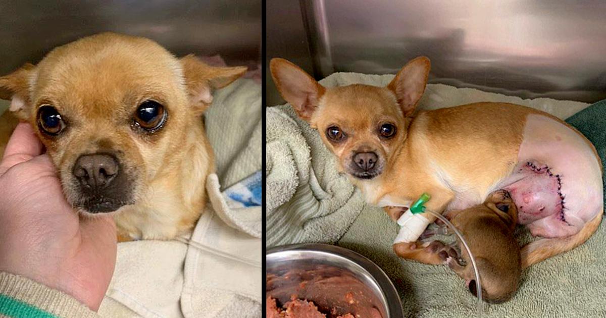 Dog Hit By Car While In Labor, Gives Birth To ‘One Heck Of A Miracle’