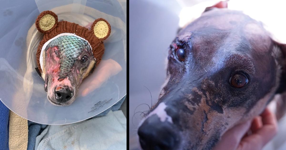Dog receives fish skin treatment to help heal his severe burns