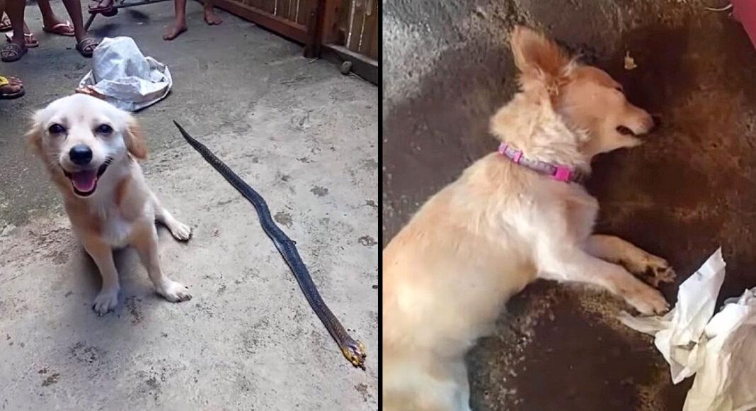 Dog Risks His Life Biting Poisonous Snake to save His Owner and Smiles Innocently Before ‘Leaving Life’