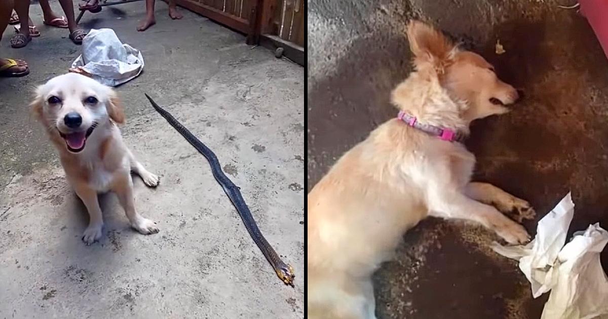 Dog Risks His Life Biting Poisonous Snake to save His Owner and Smiles Innocently Before ‘Leaving Life’