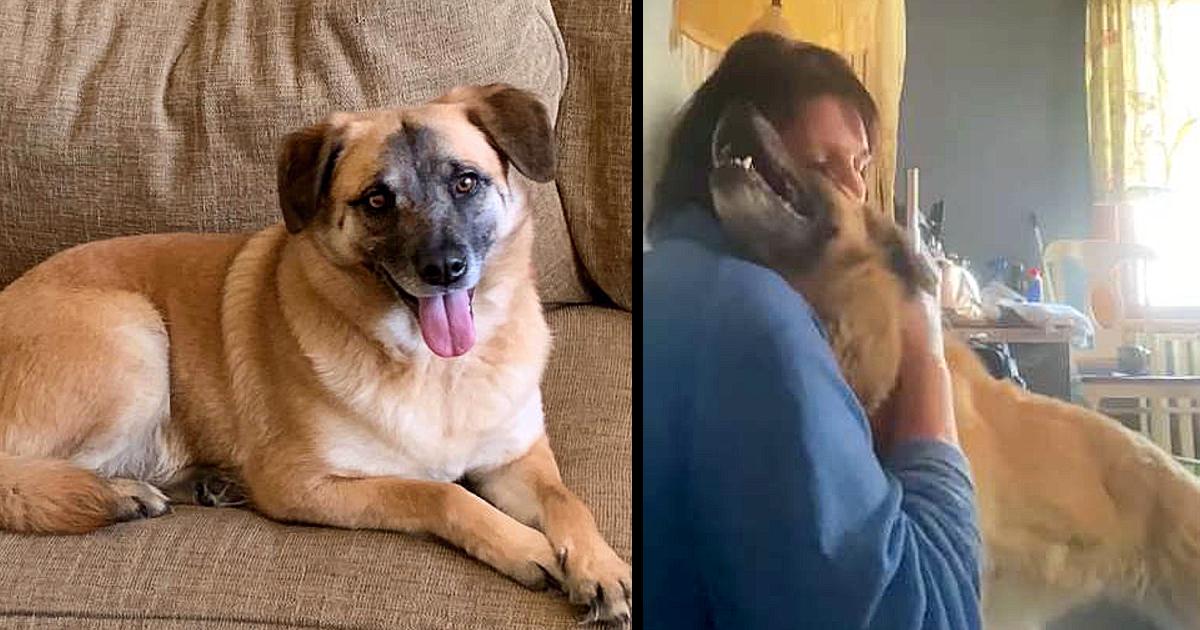 Dog Runs Away From New Family And Takes A 97-Day Trip On Her Own To Reunite With Her Foster Mom