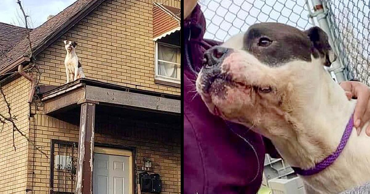 Dog that survived triple murder in his home and crawled out window onto roof set to be euthanized at shelter