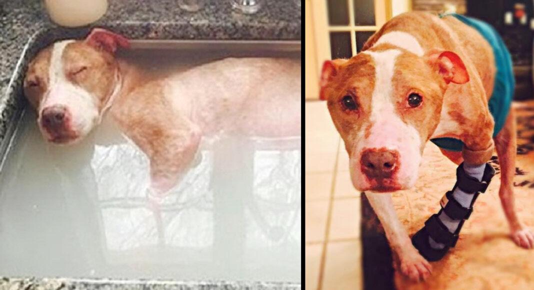 Dog Who Was Abused Deserves Every Moment Of His Healing Bath