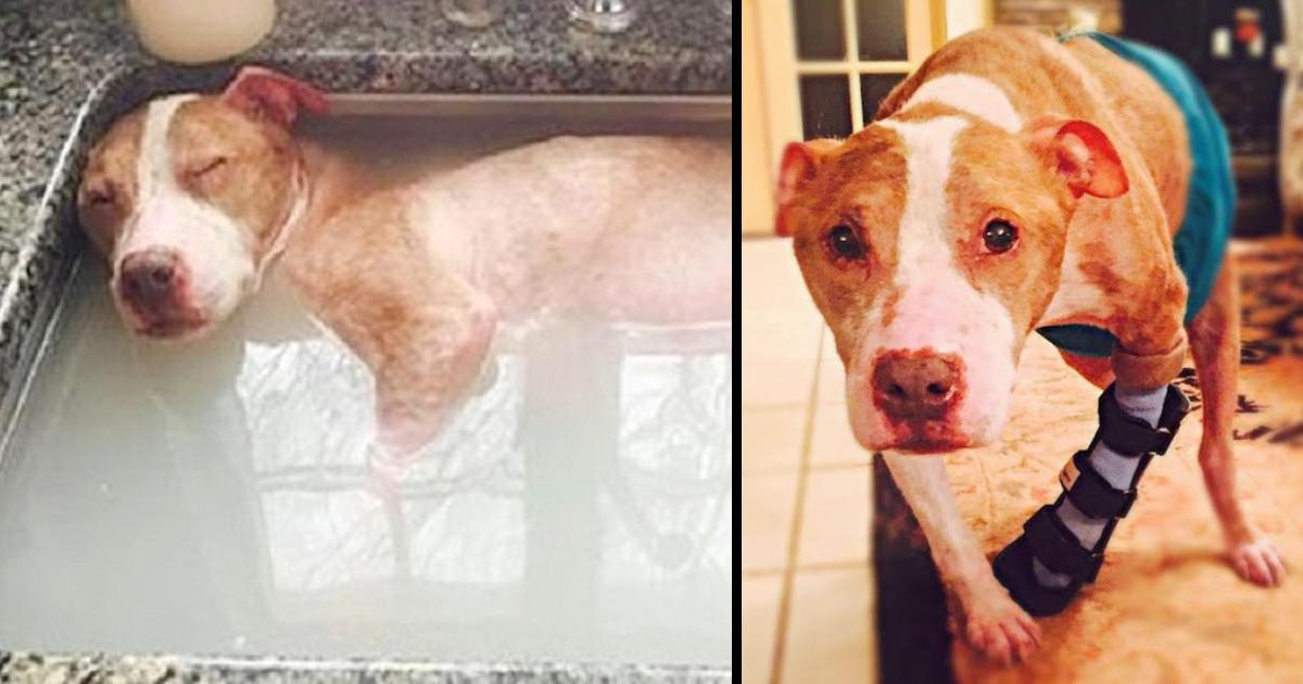 Dog Who Was Abused Deserves Every Moment Of His Healing Bath