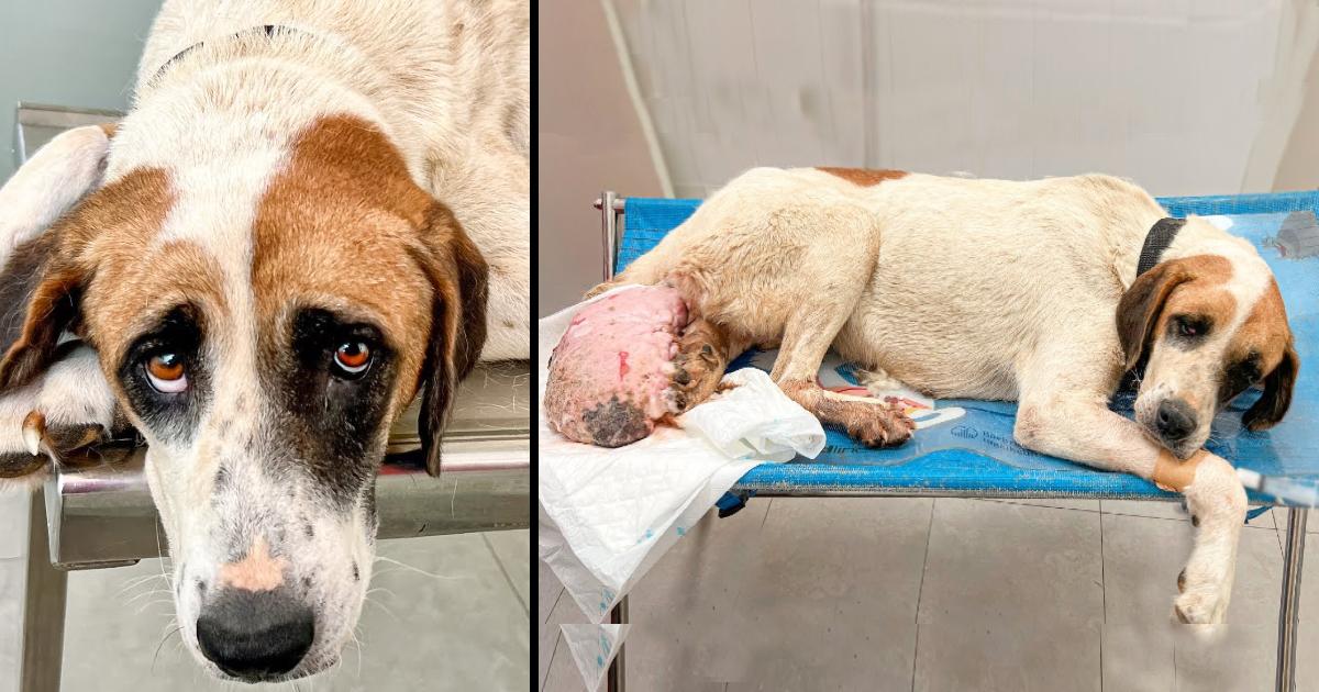 Dog with massive tumour on her leg couldn’t barely walk, begs for help