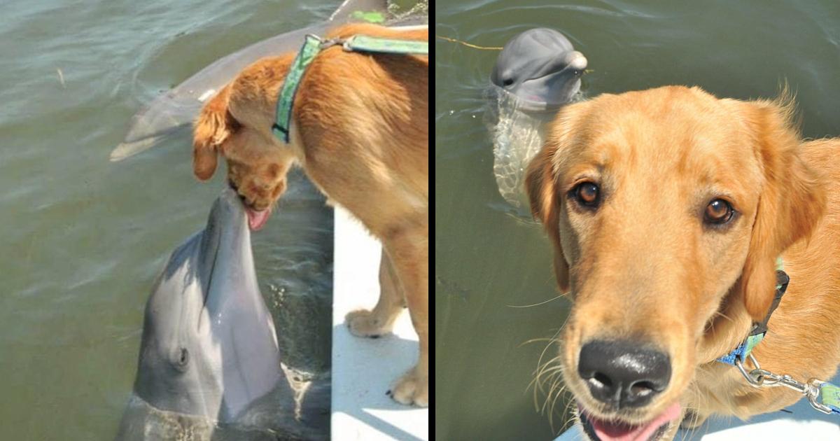 Dolphin Waits For A Cute Doggy Kiss From His Golden Retriever Friend, And Their Photo Goes Viral