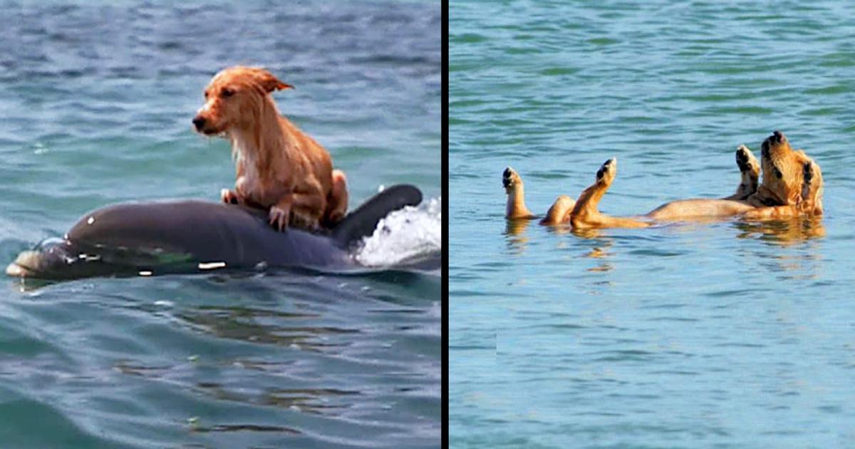 Dolphins rescue a terrified little dog from drowning in a Florida canal
