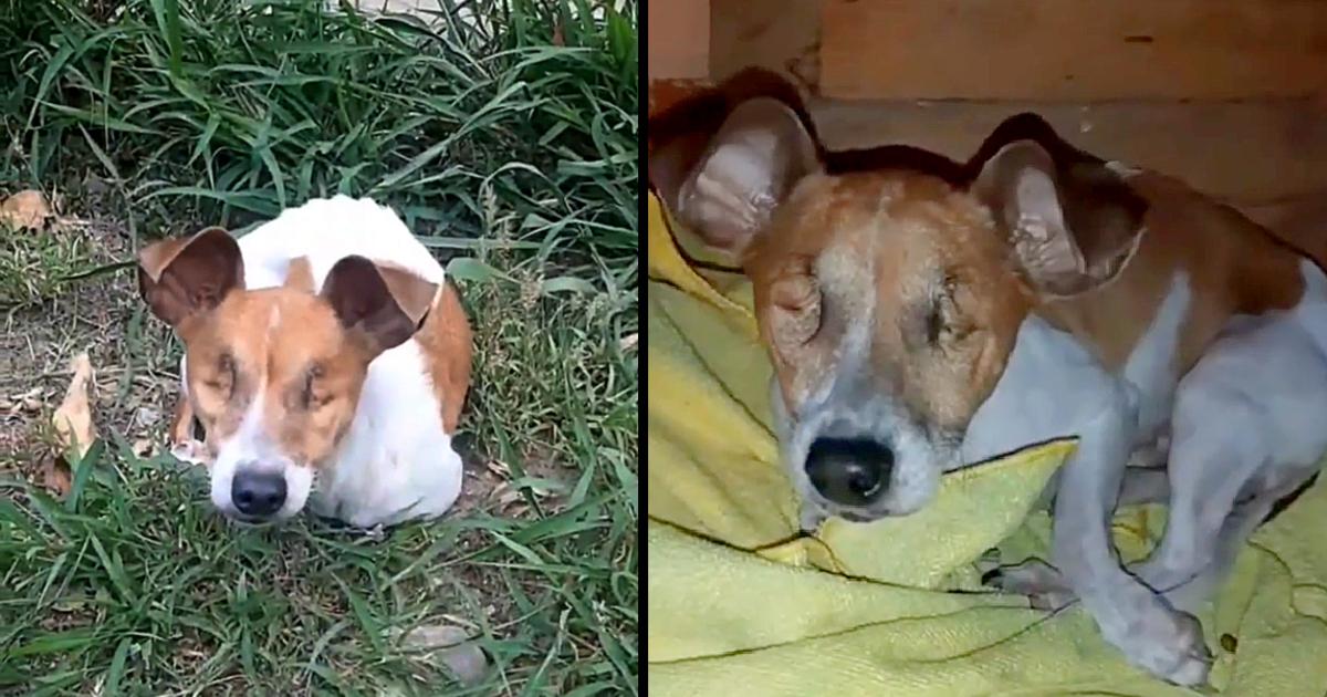 Dumped In The Bush, Blind And Very Thin Dog Begging In Fear For A Second Chance To Live