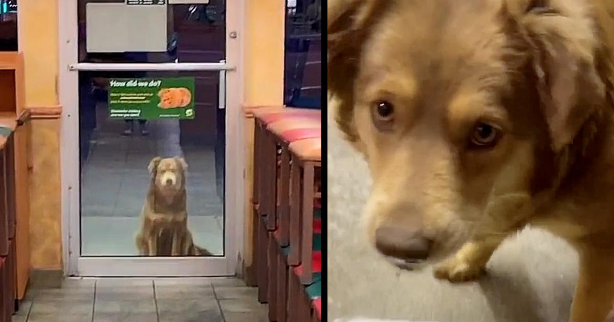 Every day, a stray dog comes to the sandwich store for a free dinner.
