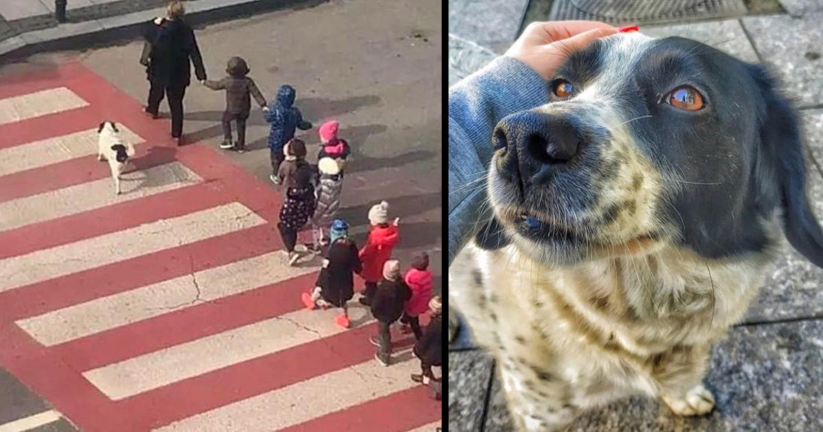 Every day, stray dog acts as a crossing guard and protects young students crossing the street