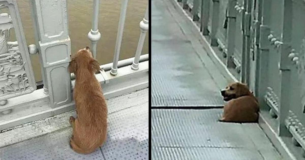 Faithful dog has been waiting for his owner on the bridge where he saw him jumping for four days